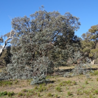 Eucalyptus cinerea (Argyle Apple) at Symonston, ACT - 5 Jul 2020 by Mike