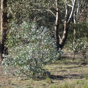 Eucalyptus cinerea at Mount Mugga Mugga - 5 Jul 2020