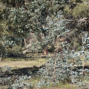 Eucalyptus cinerea at Mount Mugga Mugga - 5 Jul 2020