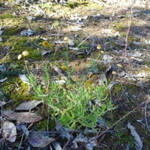 Chrysocephalum apiculatum at O'Malley, ACT - 5 Jul 2020