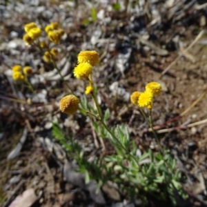 Chrysocephalum apiculatum at O'Malley, ACT - 5 Jul 2020