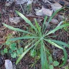 Senecio sp. (A Fireweed) at Isaacs Ridge and Nearby - 4 Jul 2020 by Mike