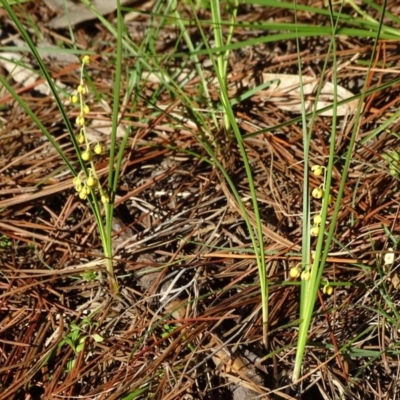 Lomandra filiformis subsp. filiformis (Wattle Matrush) at Isaacs, ACT - 4 Jul 2020 by Mike
