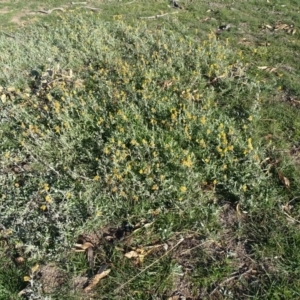 Chrysocephalum apiculatum at Symonston, ACT - 3 Jul 2020