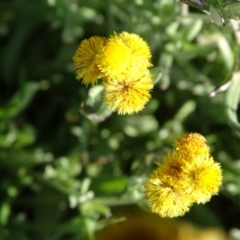 Chrysocephalum apiculatum at Symonston, ACT - 3 Jul 2020