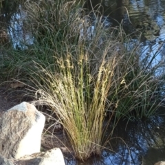 Juncus (genus) (A Rush) at Uriarra Village, ACT - 1 Jul 2020 by Mike
