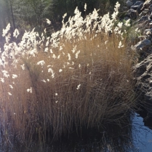 Phragmites australis at Uriarra Village, ACT - 1 Jul 2020