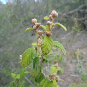 Pomaderris subcapitata at Paddys River, ACT - 1 Jul 2020