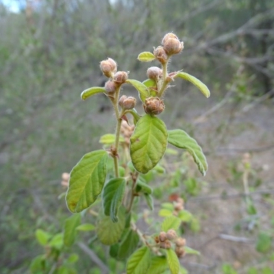 Pomaderris subcapitata at Paddys River, ACT - 1 Jul 2020 by Mike