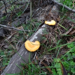 Trametes coccinea (Scarlet Bracket) at Paddys River, ACT - 1 Jul 2020 by Mike