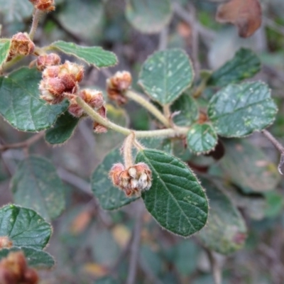 Pomaderris betulina subsp. betulina (Birch Pomaderris) at Paddys River, ACT - 1 Jul 2020 by Mike