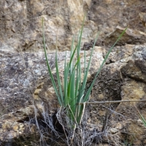 Bulbine glauca at Paddys River, ACT - 1 Jul 2020