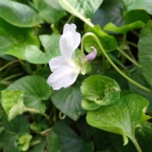 Viola odorata at Paddys River, ACT - 1 Jul 2020