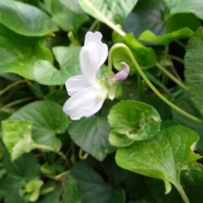 Viola odorata (Sweet Violet, Common Violet) at Paddys River, ACT - 1 Jul 2020 by Mike