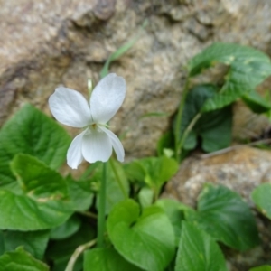 Viola odorata at Paddys River, ACT - 1 Jul 2020