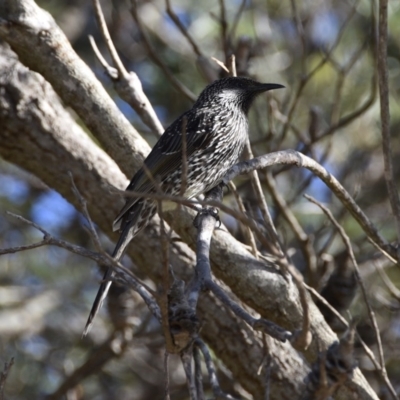 Anthochaera chrysoptera (Little Wattlebird) at Tabourie Lake Walking Track - 5 Jul 2020 by wendie