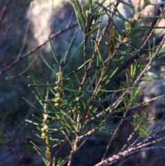 Bertya rosmarinifolia (Rosemary Bertya) at Molonglo River Reserve - 4 Jul 2020 by NickiTaws