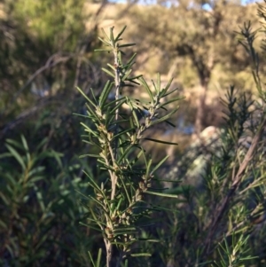 Bertya rosmarinifolia at Molonglo River Reserve - 5 Jul 2020