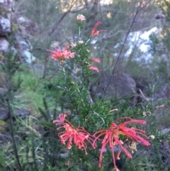 Grevillea juniperina subsp. fortis (Grevillea) at Dunlop, ACT - 4 Jul 2020 by NickiTaws