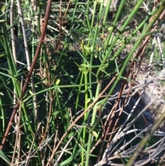 Discaria pubescens (Australian Anchor Plant) at Dunlop, ACT - 4 Jul 2020 by NickiTaws