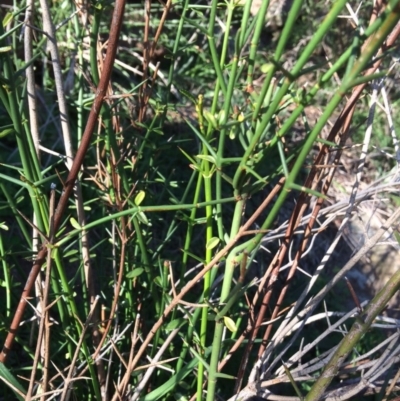 Discaria pubescens (Australian Anchor Plant) at Dunlop, ACT - 4 Jul 2020 by NickiTaws