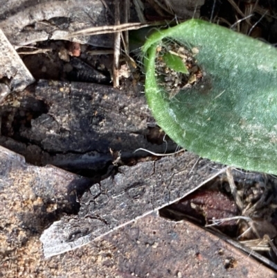 Glossodia major (Wax Lip Orchid) at Burra, NSW - 20 Jun 2020 by Safarigirl