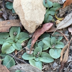 Pterostylidinae (greenhood alliance) (A Greenhood) at Burra, NSW - 7 Jun 2020 by Safarigirl