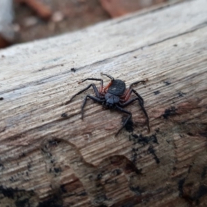 Hemicloea sp. (genus) at Old Adaminaby, NSW - 6 Jul 2020