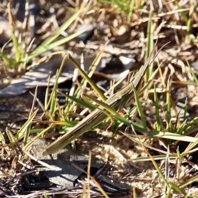 Acrida conica (Giant green slantface) at Wapengo, NSW - 1 Jul 2020 by RossMannell