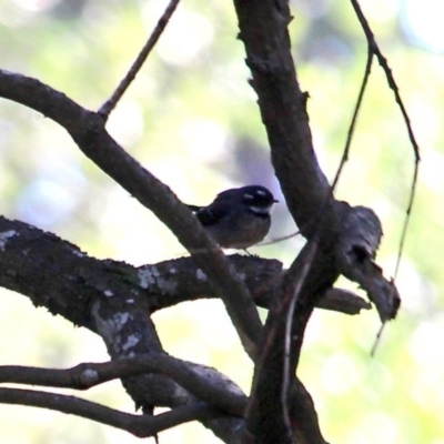 Rhipidura albiscapa (Grey Fantail) at Wapengo, NSW - 1 Jul 2020 by RossMannell