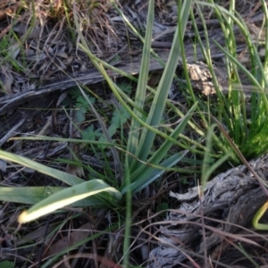 Dianella sp. aff. longifolia (Benambra) at Murrumbateman, NSW - 5 Jul 2020 04:57 PM