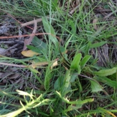 Rumex brownii at Murrumbateman, NSW - 5 Jul 2020