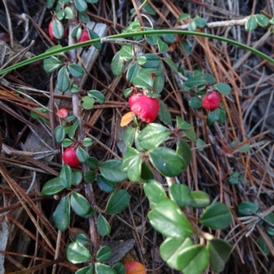 Cotoneaster rotundifolius (A Cotoneaster) at Isaacs, ACT - 7 Jul 2020 by Mike