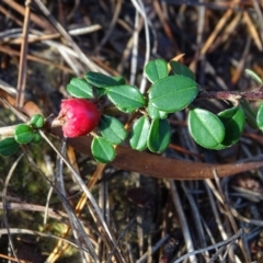 Cotoneaster rotundifolius at Isaacs, ACT - 7 Jul 2020 03:55 PM