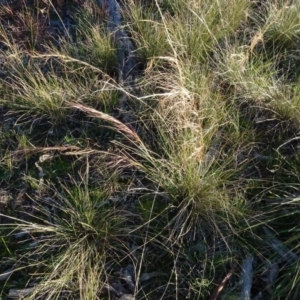 Austrostipa scabra at Murrumbateman, NSW - 5 Jul 2020