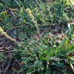 Acaena sp. at Murrumbateman, NSW - 5 Jul 2020