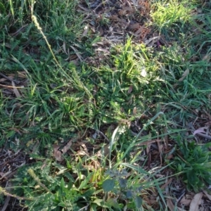 Acaena sp. at Murrumbateman, NSW - 5 Jul 2020