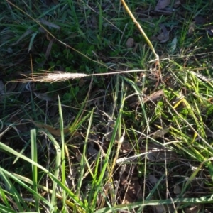 Bothriochloa macra at Murrumbateman, NSW - 5 Jul 2020