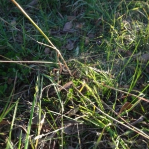 Bothriochloa macra at Murrumbateman, NSW - 5 Jul 2020