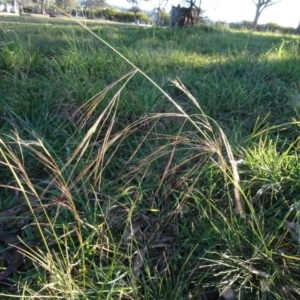 Austrostipa bigeniculata at Murrumbateman, NSW - 5 Jul 2020