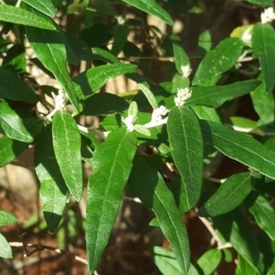 Olearia lirata (Snowy Daisybush) at Isaacs Ridge - 7 Jul 2020 by Mike