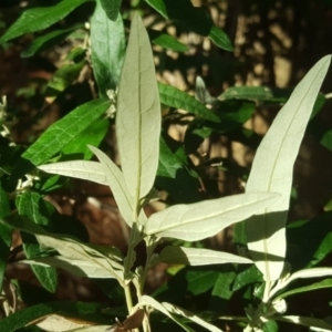 Olearia lirata at Isaacs, ACT - 7 Jul 2020