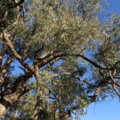 Eucalyptus bridgesiana at Murrumbateman Cemetery - 5 Jul 2020