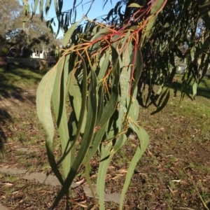 Eucalyptus bridgesiana at Murrumbateman Cemetery - 5 Jul 2020