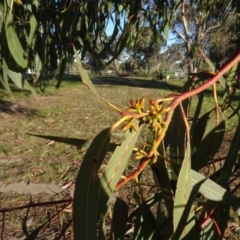 Eucalyptus bridgesiana at Murrumbateman Cemetery - 5 Jul 2020