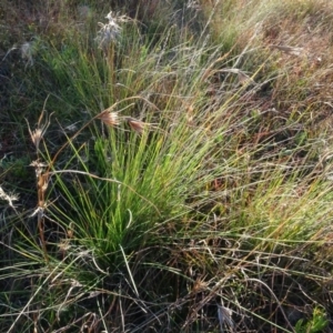 Themeda triandra at Murrumbateman, NSW - 5 Jul 2020