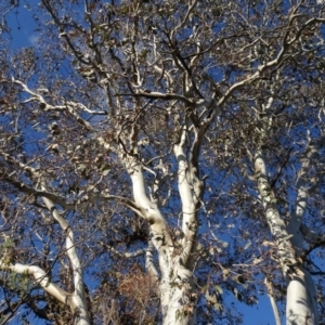 Eucalyptus blakelyi at Murrumbateman Cemetery - 5 Jul 2020