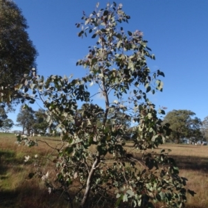 Eucalyptus blakelyi at Murrumbateman Cemetery - 5 Jul 2020 04:15 PM