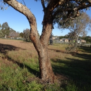 Eucalyptus polyanthemos at Murrumbateman Cemetery - 5 Jul 2020