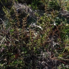 Cheilanthes sieberi (Rock Fern) at Murrumbateman, NSW - 5 Jul 2020 by AndyRussell